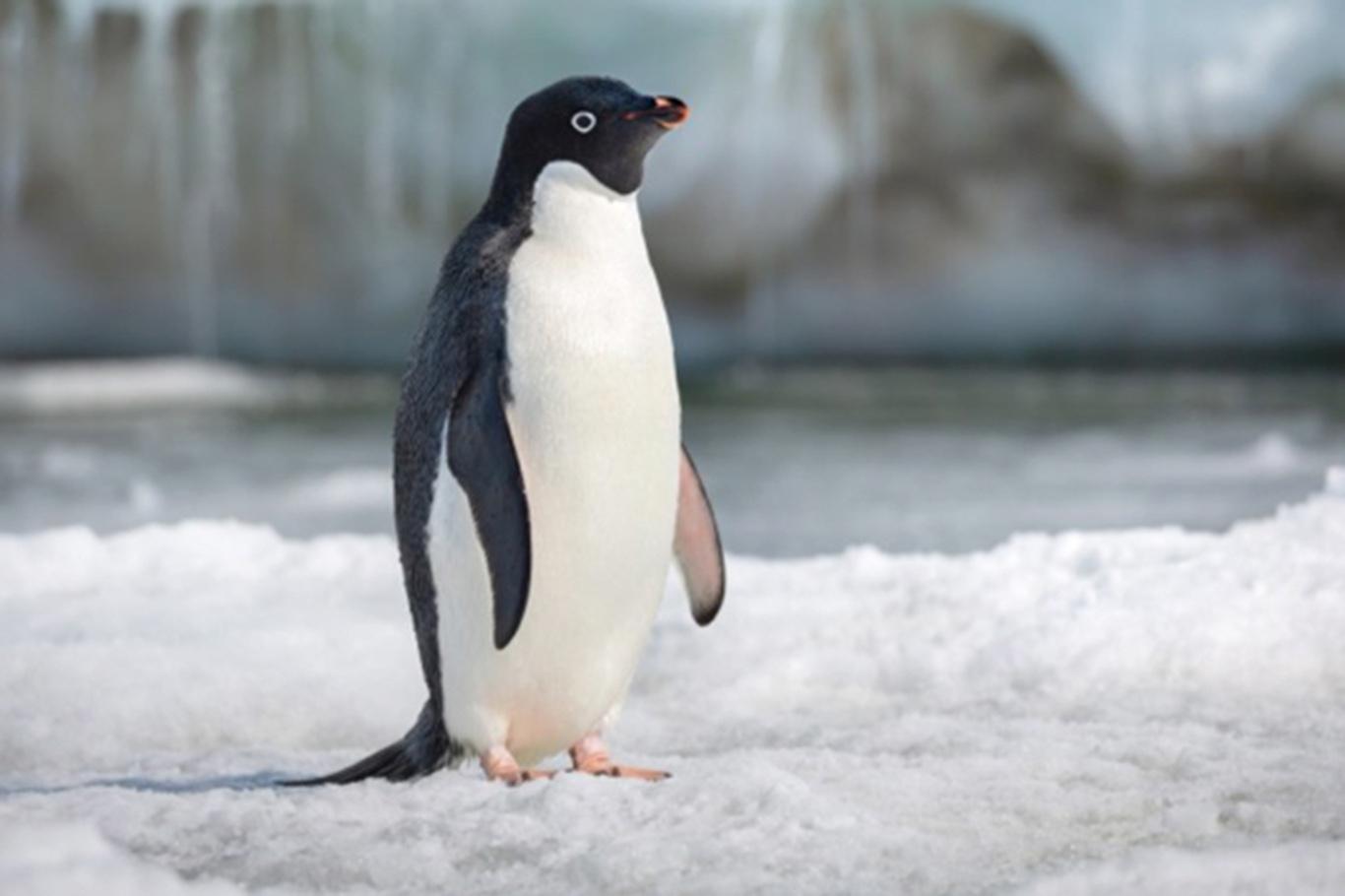 Yeni Zelanda'da insan boyutunda penguen fosili bulundu Yeni Zelanda'da insan boyutunda penguen fosili bulundu